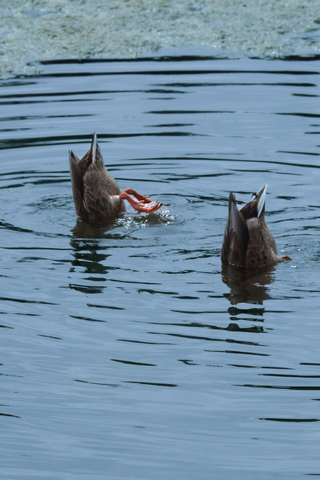 Duck Butts