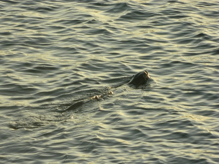 otter in the ocean 