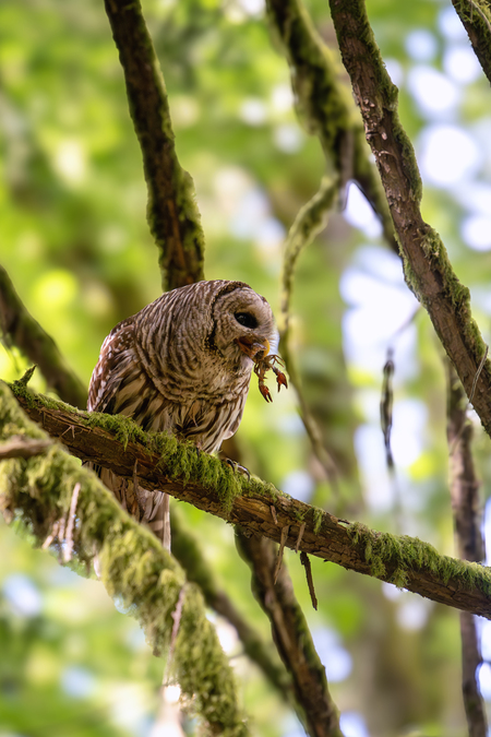 Entry image for Crayfish snack. Clicking this image will show a larger photo