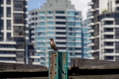 Lumberyard Robin