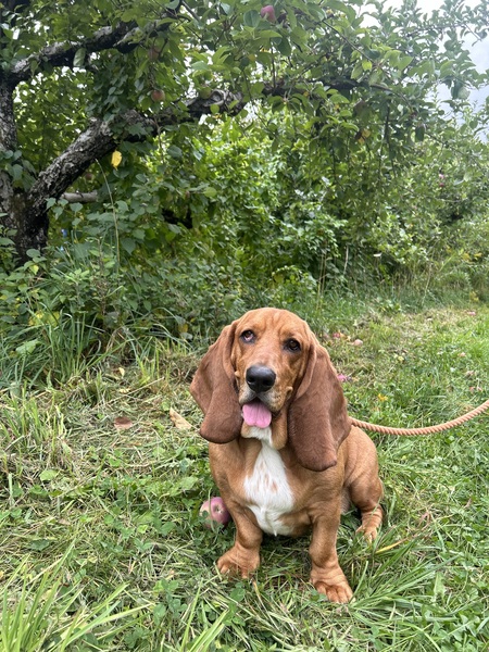 Franklin