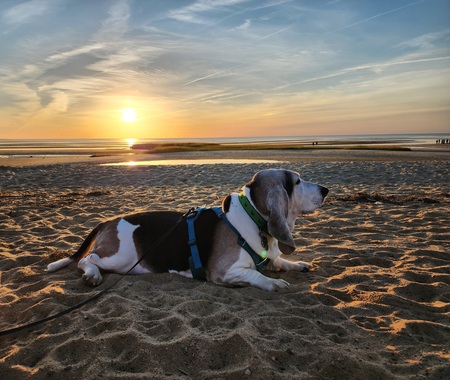 Roscoe