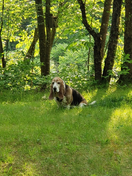 Dexter