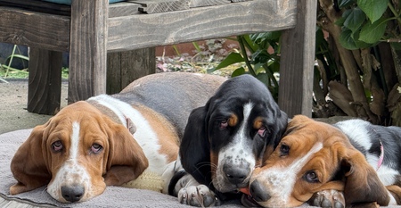 The three stooges. 