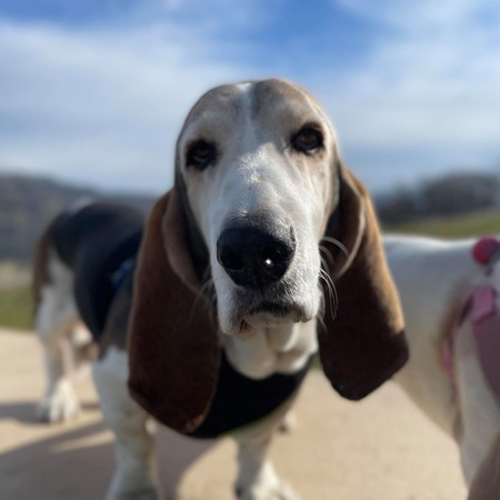 Harvey