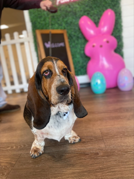 Entry image for Henry. Clicking this image will show a larger photo