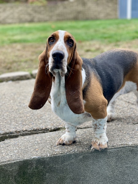 Rosie