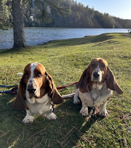 Rooster & Lucy