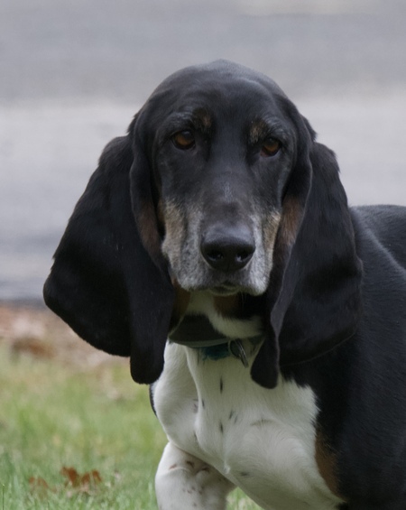Beau Jangles
