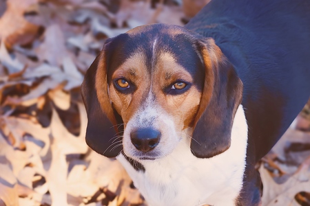 Cooper 
