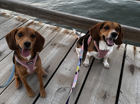 Maizey and Blue 