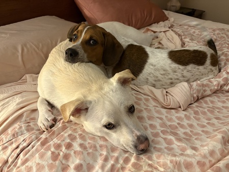 Cooper and Dino
