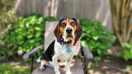 Pawly