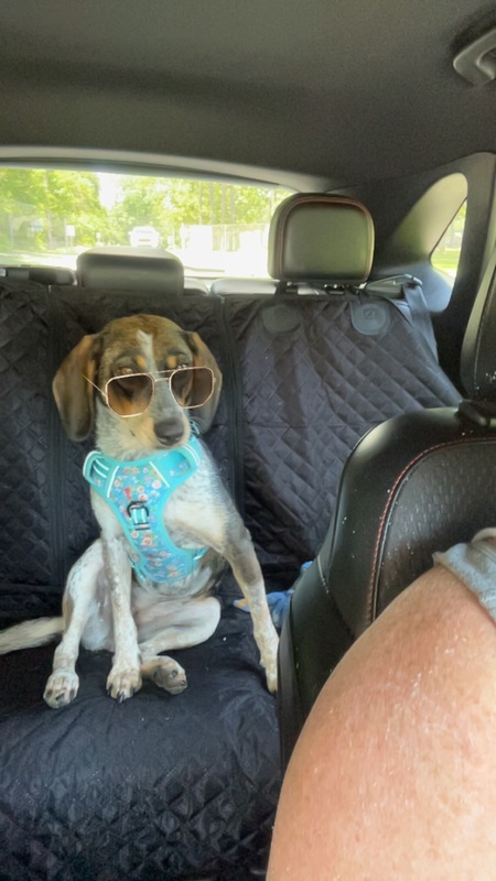 Snickerdoodle aka snickers 