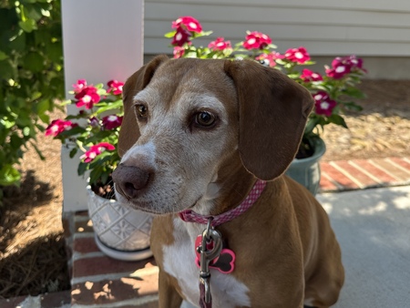 Penny