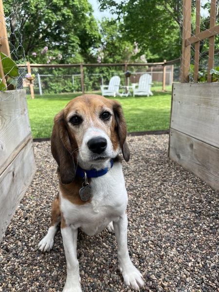 Bert