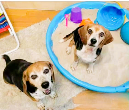 Jovie and Buddy