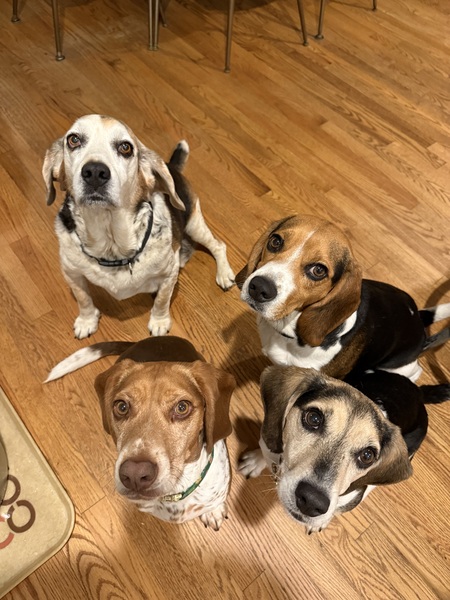 Jojo, Oliver, Clover, Walter