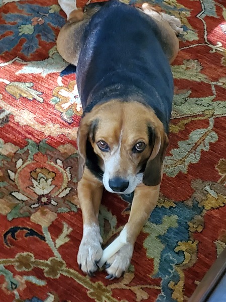 Beau
