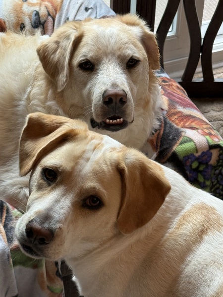 Maverick & Maisie - brother & sister