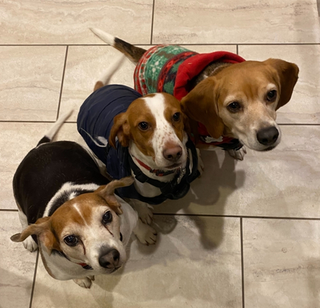 Ozzy (TBR Kevin), Brody & Casper (all TBR)
