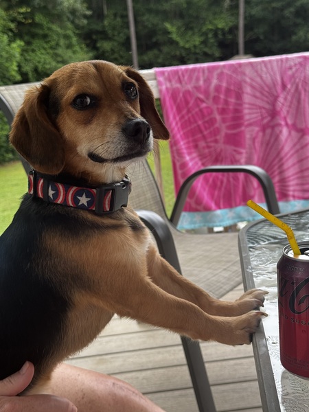 Bert