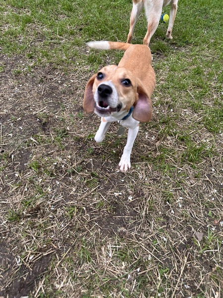 Otis