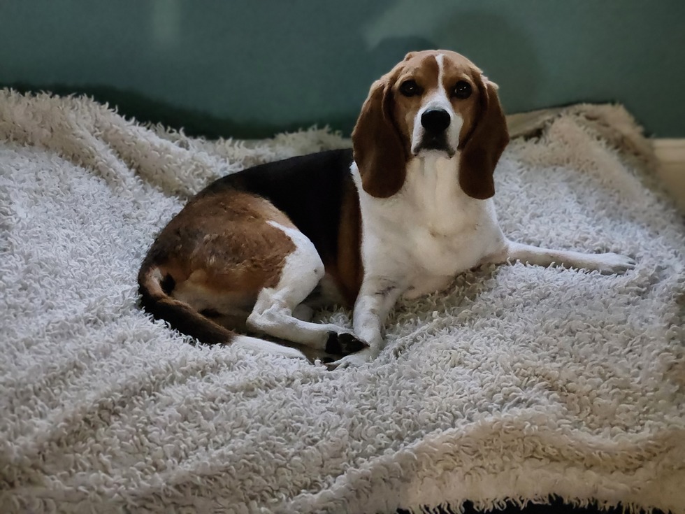 Vote for Zoey 2026 Triangle Beagle Rescue Calendar Contest Vote for Zoey 2026 Triangle Beagle Rescue Calendar Contest