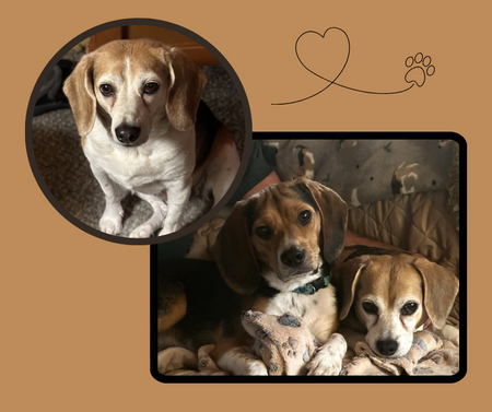 Kensi, Juneau and Daisy