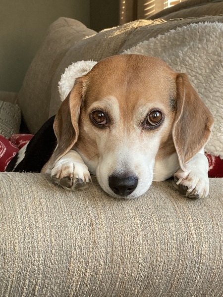 Bella 