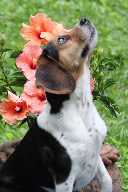 Penny