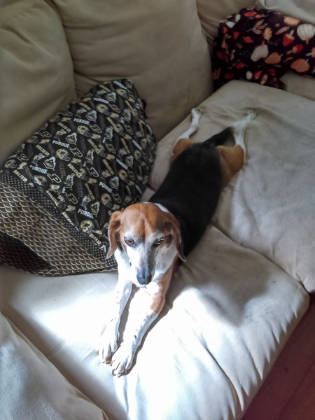 Dixie