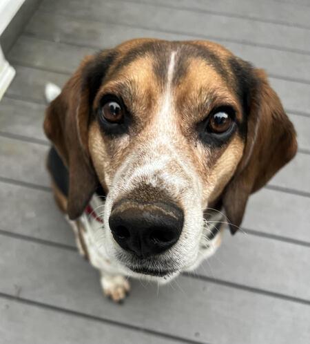 Shiloh