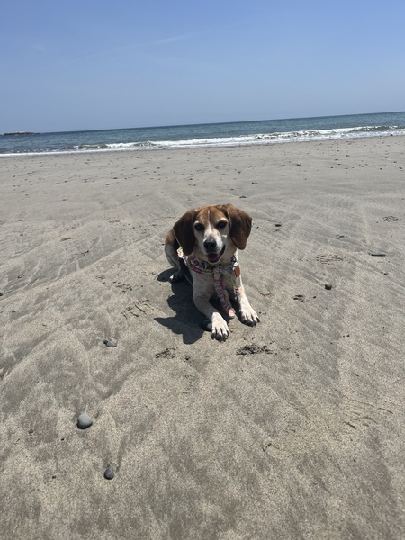 Lucy 