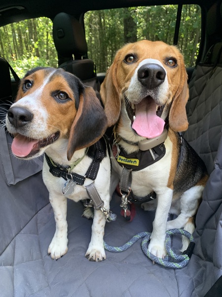 Henry, Archie