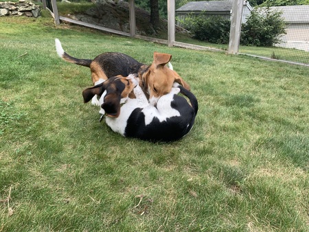 Henry and Archie
