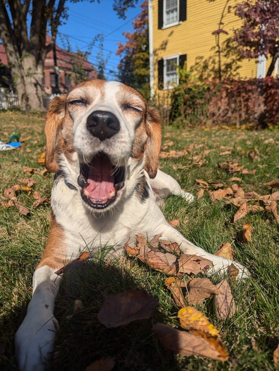 Vote for Tanner 2026 Happy Life Beagle Rescue Calendar Contest