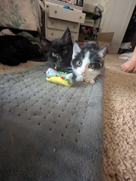 Salem and Hecate