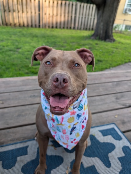 Hazel