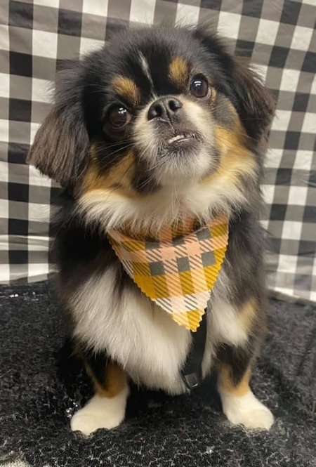 Gizmo