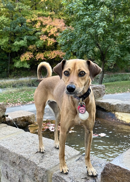 Hazel