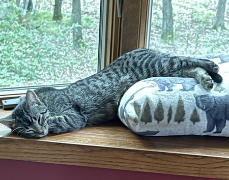 Bosco