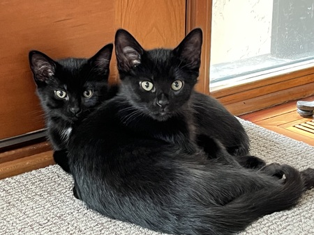 Layla and Luna