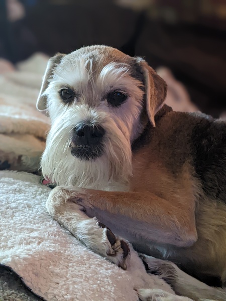 Mia