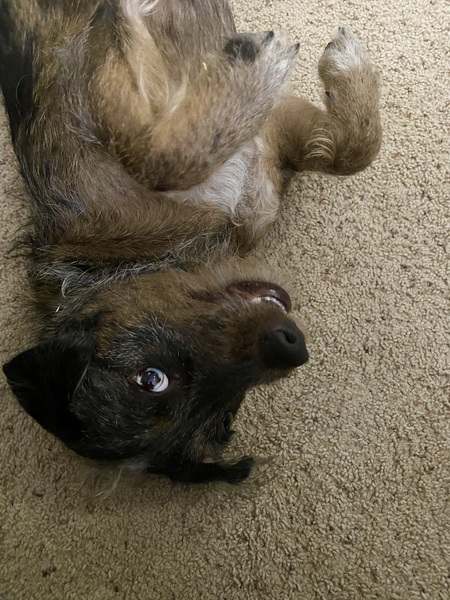 Harvey