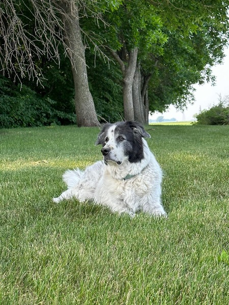 Bosco