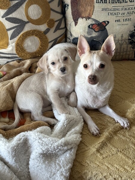 Montana and Norman