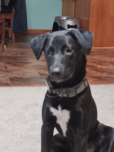 Maverick