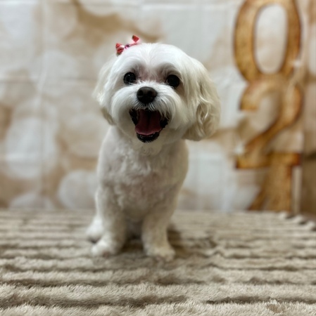 Bailey