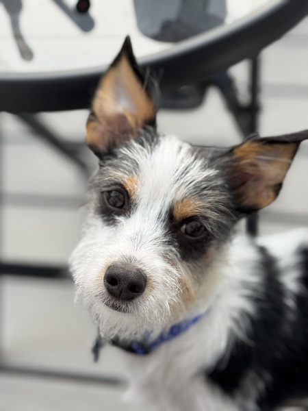 Cooper